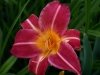 orchid.jpg